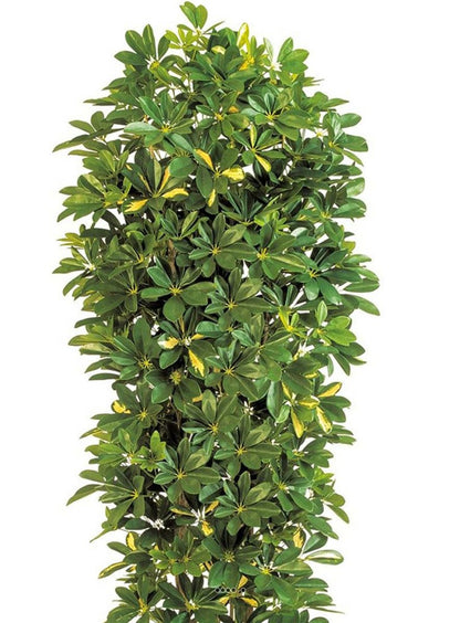  Schefflera Artificiel En Colonne En Pot H 195 Cm Vert-jaune