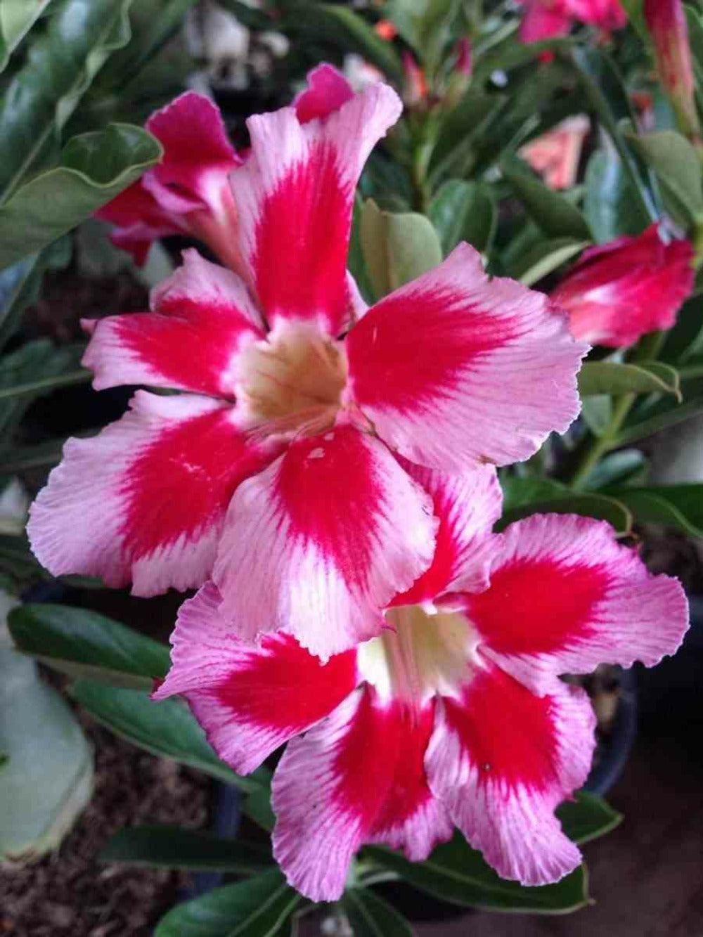  Adénium Obésum Cv. Néostar Caudex D'environ 2000g 25/30cm Très Gros Caudex