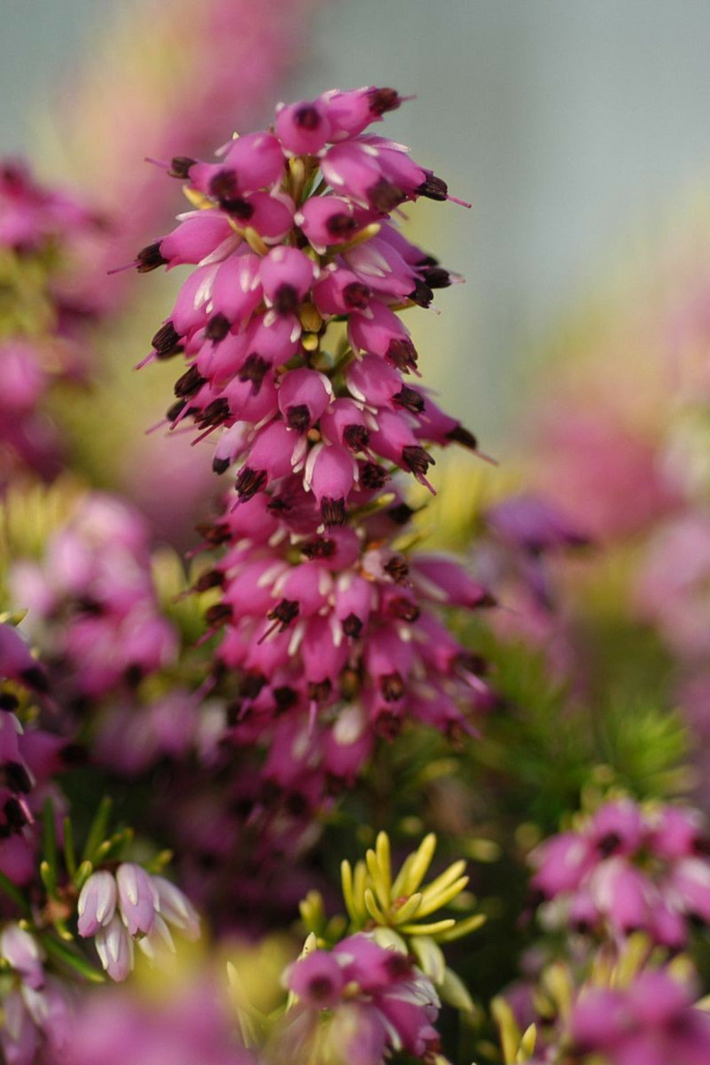  Bruyère D'hiver 'eva Gold' - En Pot De 1 Litre