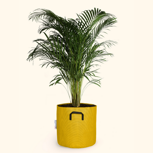  Palmier Areca - Dypsis Lutescens 150cm + Pot Respirant Jaune ø30cm