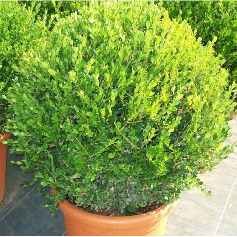  Buxus Microphylla 'faulkner' (buis Commun ) - Taille Pot De 2 Litres ? 20/30 Cm