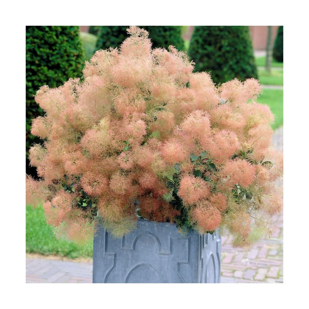  Arbre à Perruque Coggygria Young Lady/pot De 4l - 60/120 Cm
