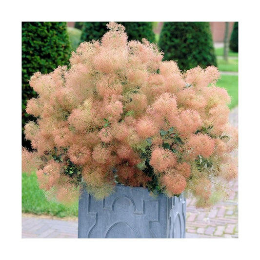  Arbre à Perruque Coggygria Young Lady/pot De 4l - 60/120 Cm
