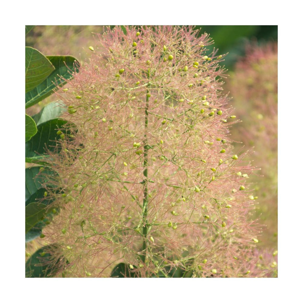  Arbre à Perruque Coggygria Young Lady/pot De 4l - 60/120 Cm