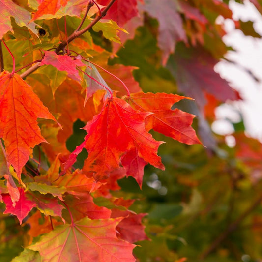  Érable Rouge October Glory/pot De 18 L - 125/150