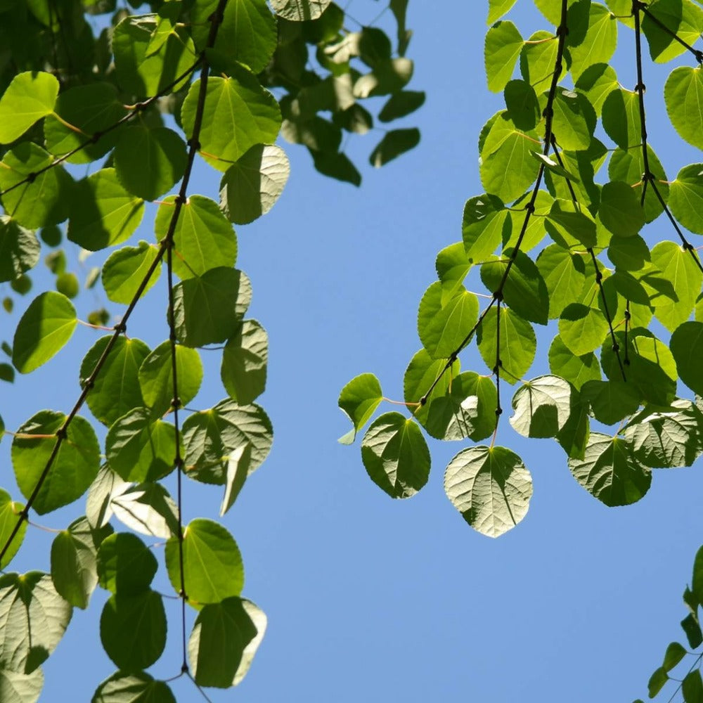  Arbre Au Caramel Japonicum/pot De 5l - 80/100 Cm