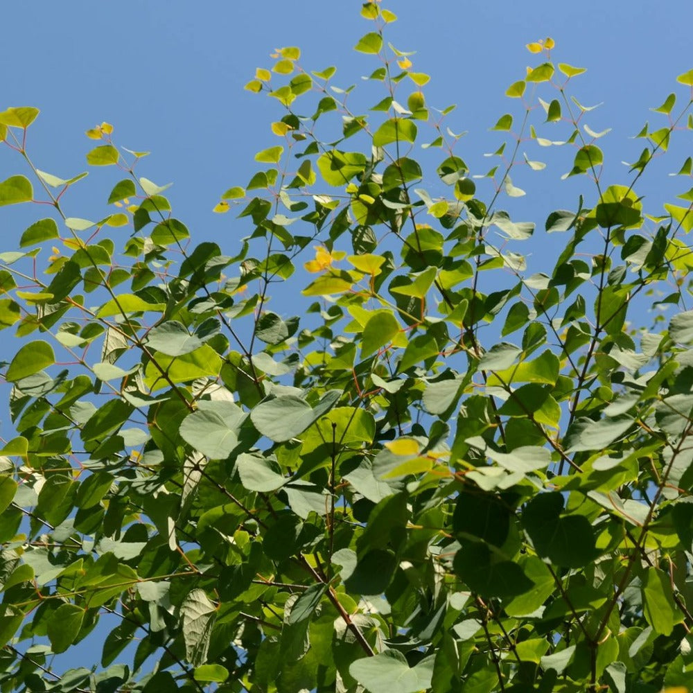 Arbre Au Caramel Japonicum/pot De 5l - 80/100 Cm