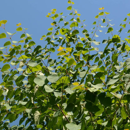  Arbre Au Caramel Japonicum/pot De 5l - 80/100 Cm