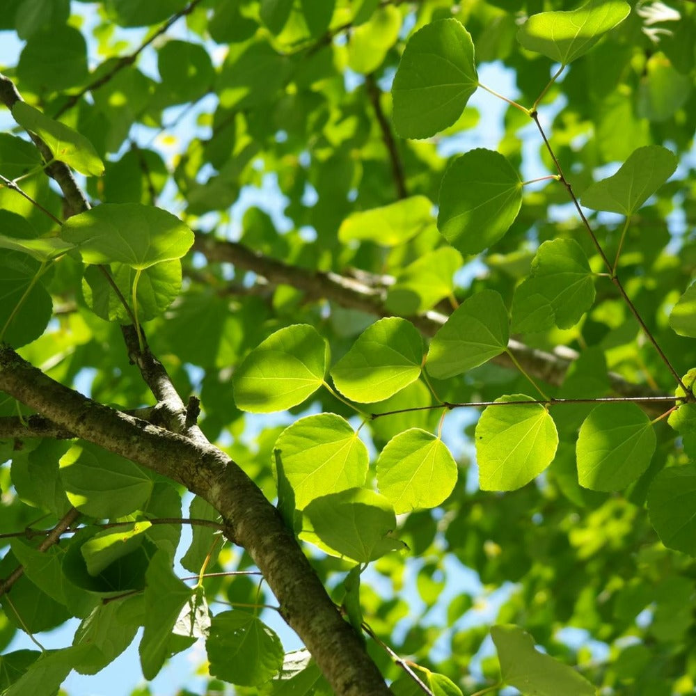  Arbre Au Caramel Japonicum/pot De 5l - 80/100 Cm