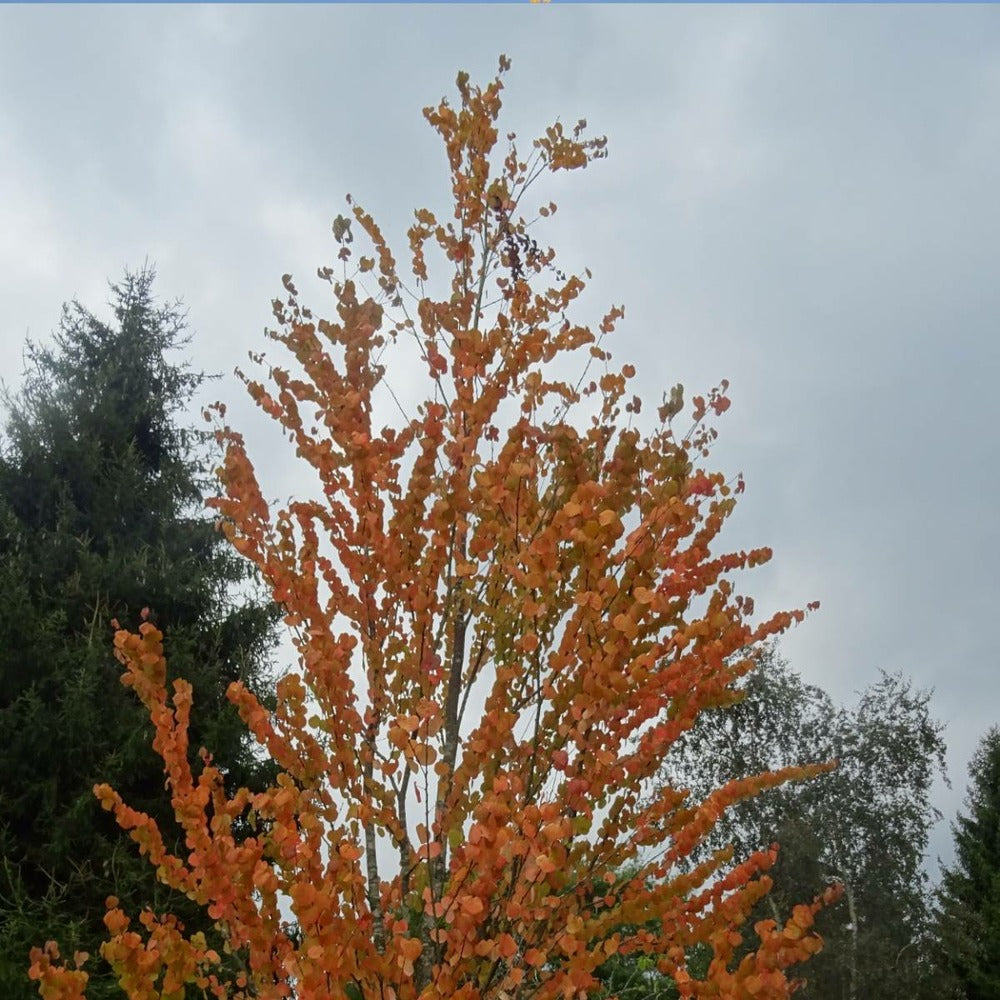  Arbre Au Caramel Japonicum/pot De 5l - 80/100 Cm