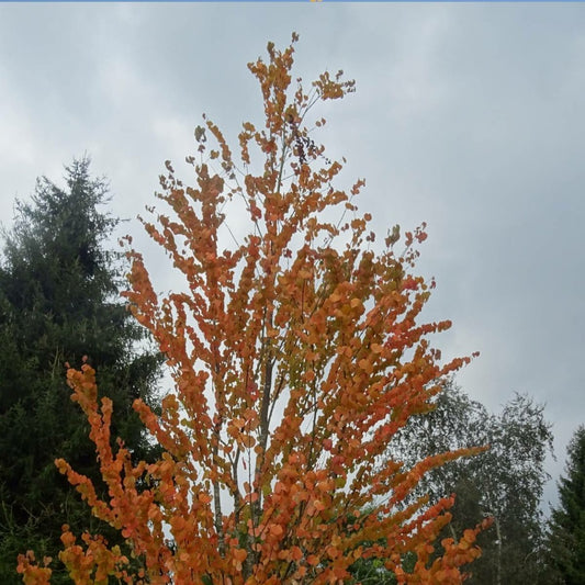  Arbre Au Caramel Japonicum/pot De 5l - 80/100 Cm