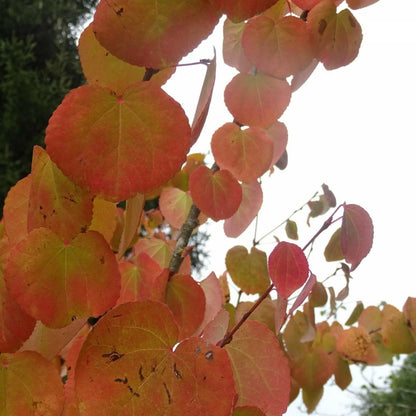  Arbre Au Caramel Japonicum/pot De 5l - 80/100 Cm