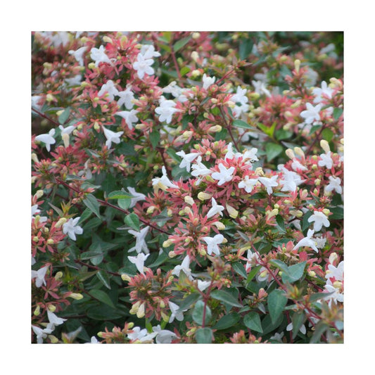  Abélie à Grandes Fleurs Sherwood/pot De 4l - 40/60 Cm