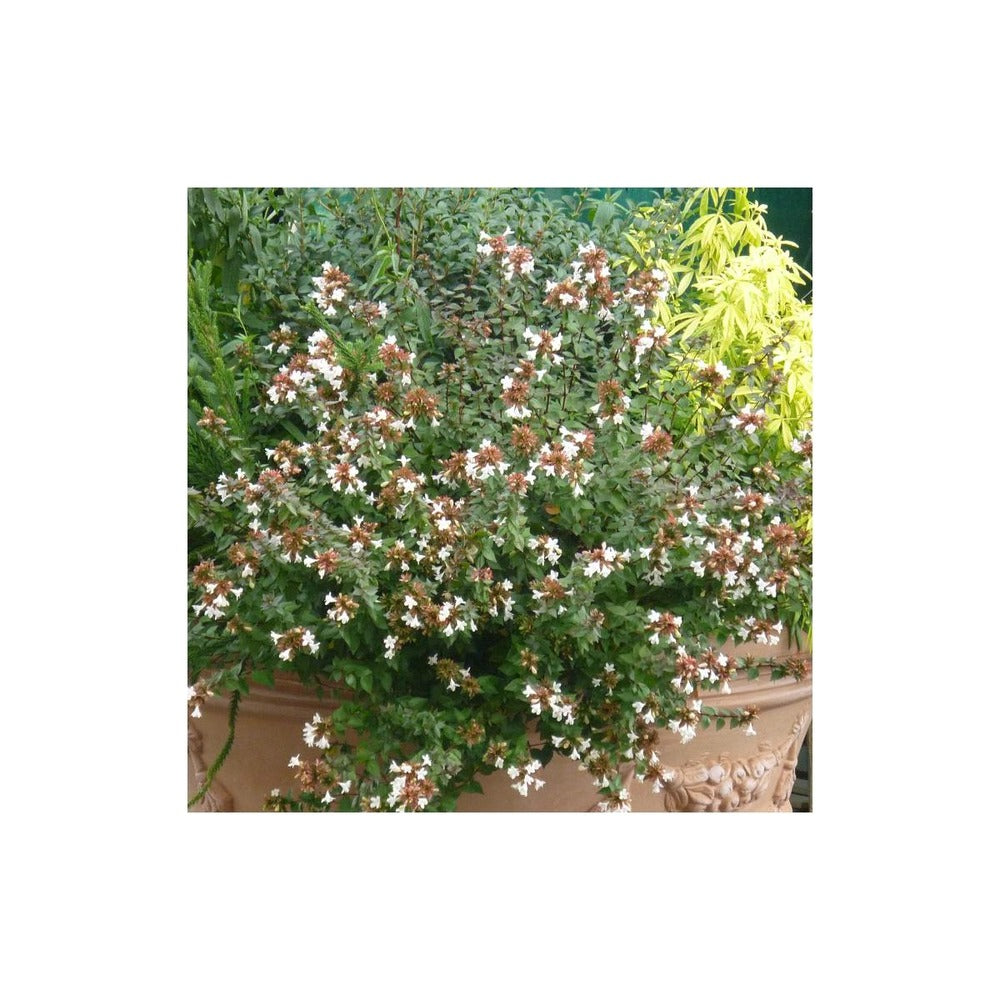  Abélie à Grandes Fleurs Sherwood/pot De 4l - 40/60 Cm