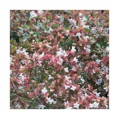  Abélie à Grandes Fleurs Sherwood/pot De 4l - 40/60 Cm