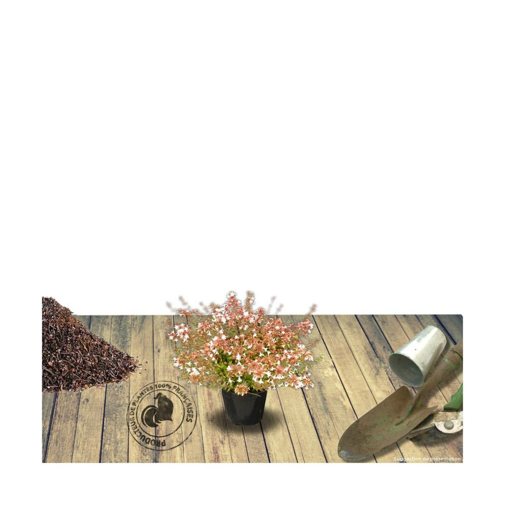  Abélie à Grandes Fleurs Sherwood/pot De 4l - 40/60 Cm