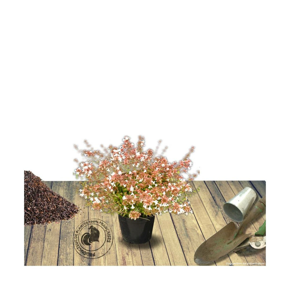  Abélie à Grandes Fleurs Sherwood/pot De 4l - 40/60 Cm