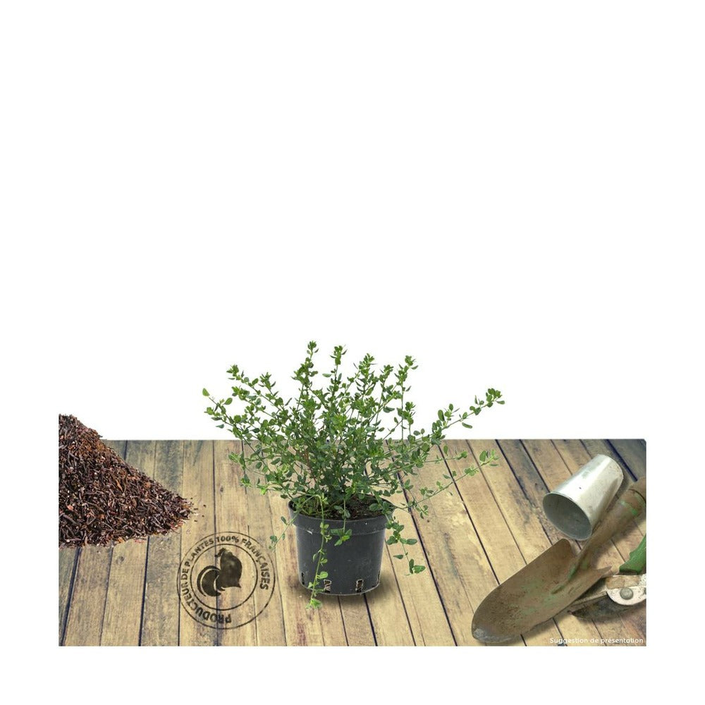  Ceanothe Thyrsiflorus Var. Repens/pot De 4l - 40/60 Cm