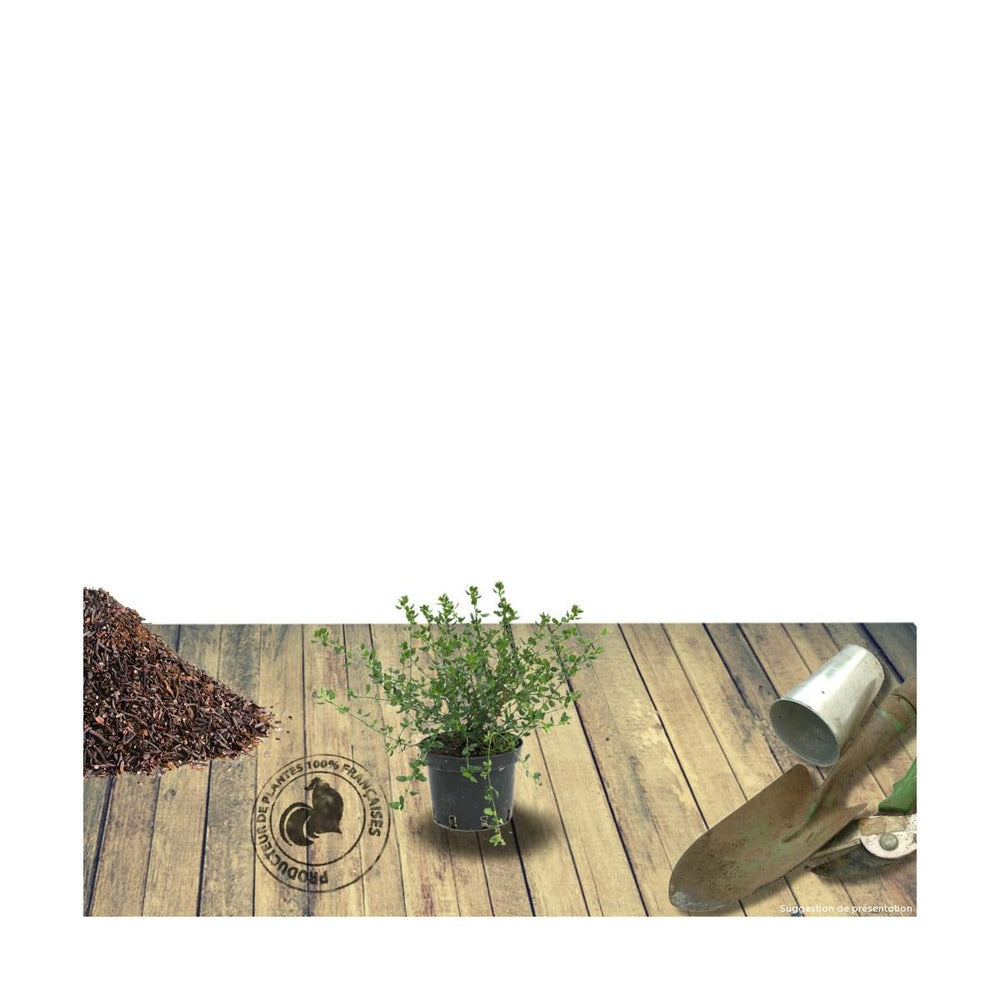  Ceanothe Thyrsiflorus Var. Repens/pot De 4l - 40/60 Cm