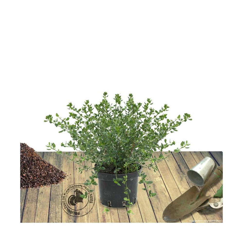  Ceanothe Thyrsiflorus Var. Repens/pot De 4l - 40/60 Cm
