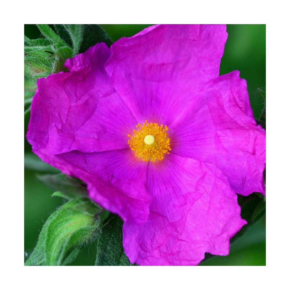  Ciste Pourpre Purpureus/pot De 4l - 40/60 Cm