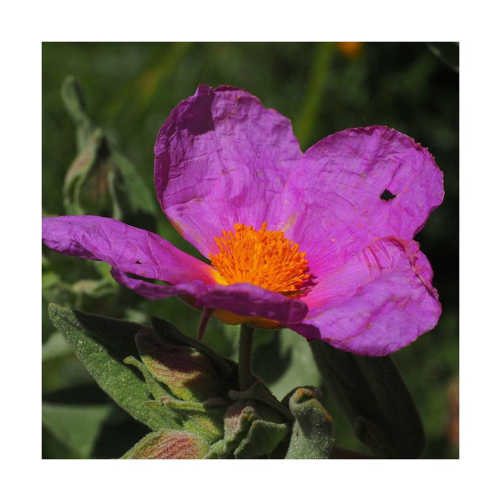  Ciste Pourpre Purpureus/pot De 4l - 40/60 Cm