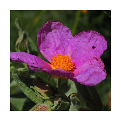  Ciste Pourpre Purpureus/pot De 4l - 40/60 Cm