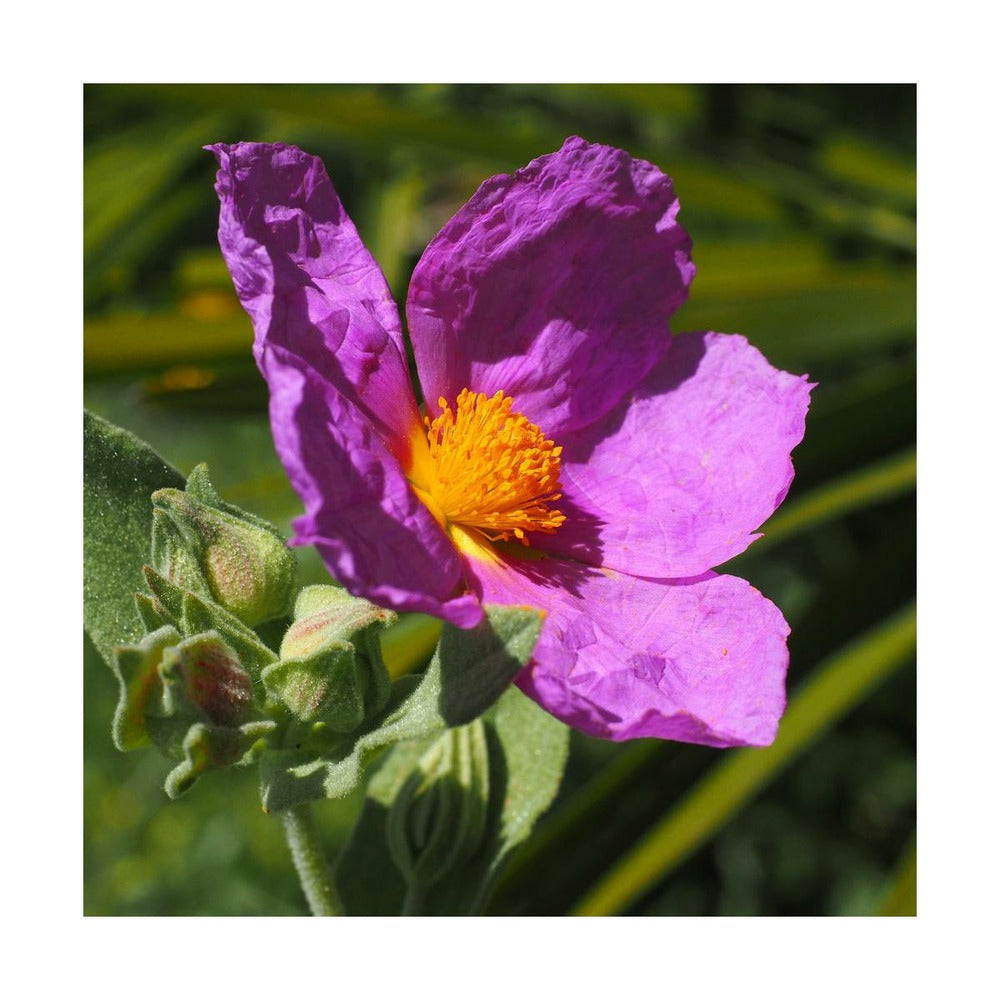  Ciste Pourpre Purpureus/pot De 4l - 40/60 Cm