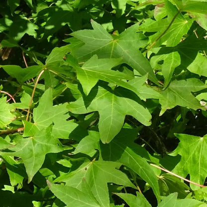 Copalme D'amérique Styraciflua Worplesdon/pot De 10l - 125/150 Cm