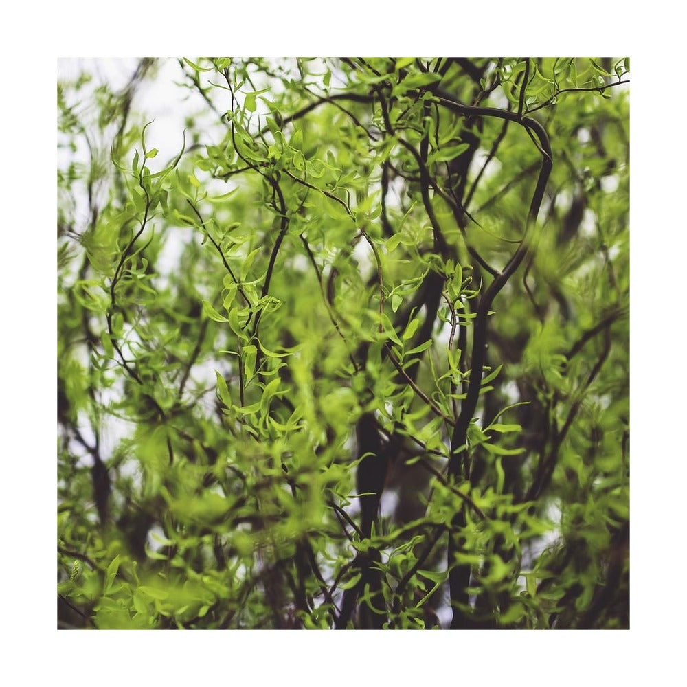  Saule De Pékin Tortueux Tortuosa/pot De 5l - 80/100 Cm