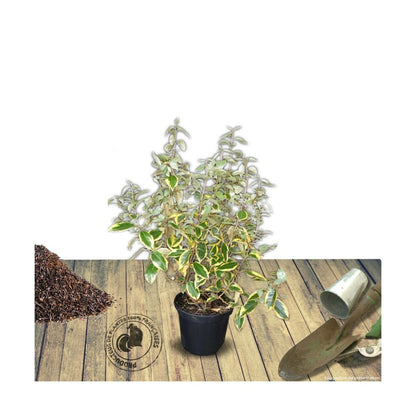  Elaeagnus X Ebbingei Viveleg®/pot De 7,5l - 80/100 Cm