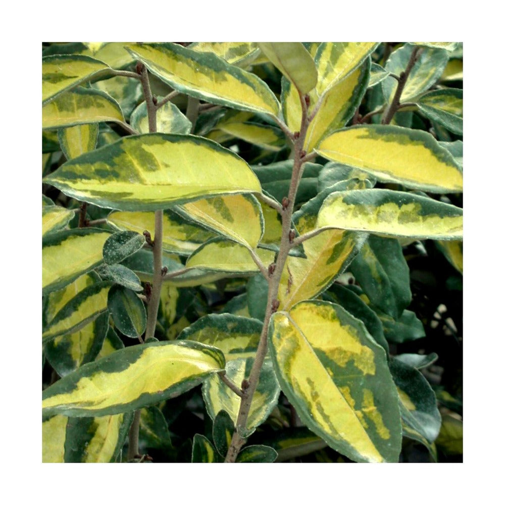  Elaeagnus X Ebbingei Viveleg®/pot De 7,5l - 80/100 Cm