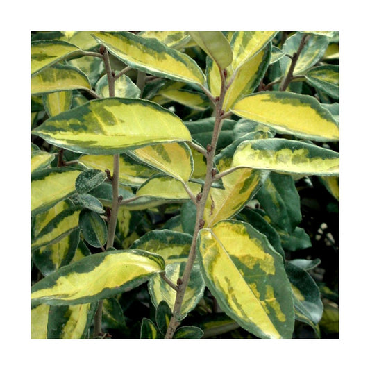  Elaeagnus X Ebbingei Viveleg®/pot De 7,5l - 80/100 Cm