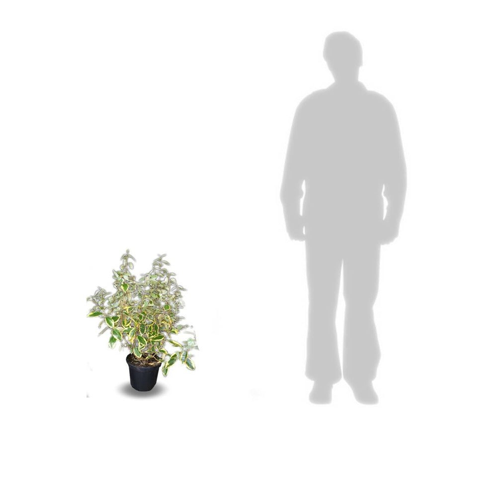  Elaeagnus X Ebbingei Viveleg®/pot De 7,5l - 80/100 Cm