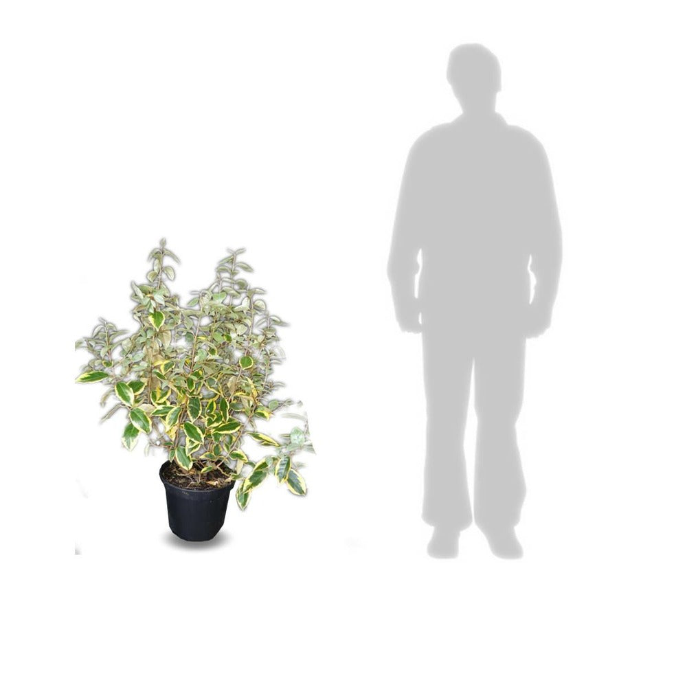  Elaeagnus X Ebbingei Viveleg®/pot De 7,5l - 80/100 Cm