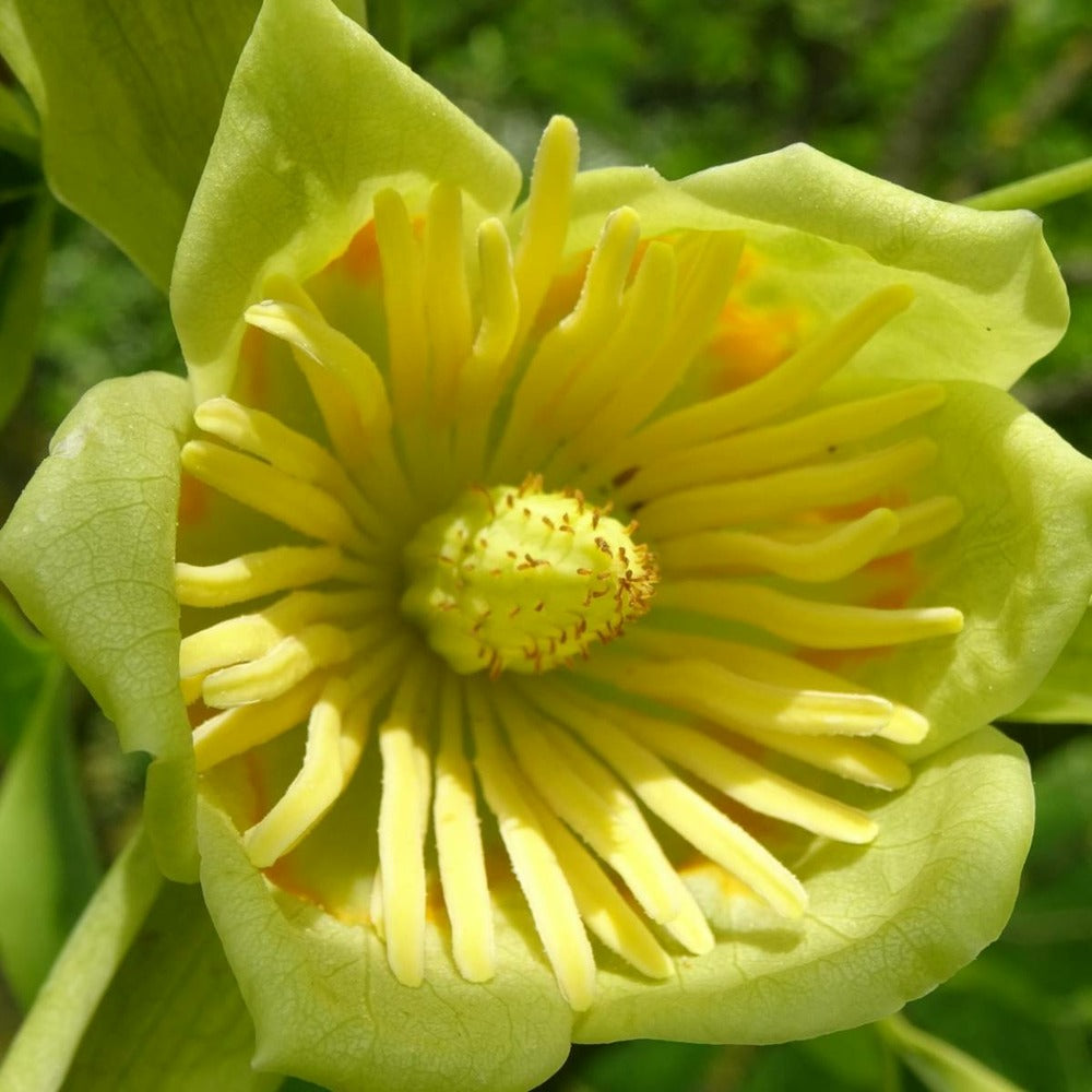  Tulipier De Virginie Tulipifera/pot De 12l - 150/175 Cm
