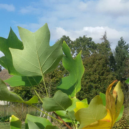  Tulipier De Virginie Tulipifera/pot De 12l - 150/175 Cm