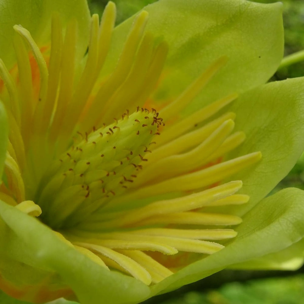  Tulipier De Virginie Tulipifera/pot De 12l - 150/175 Cm