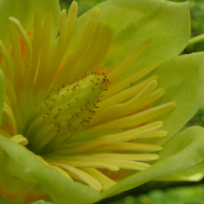  Tulipier De Virginie Tulipifera/pot De 12l - 150/175 Cm