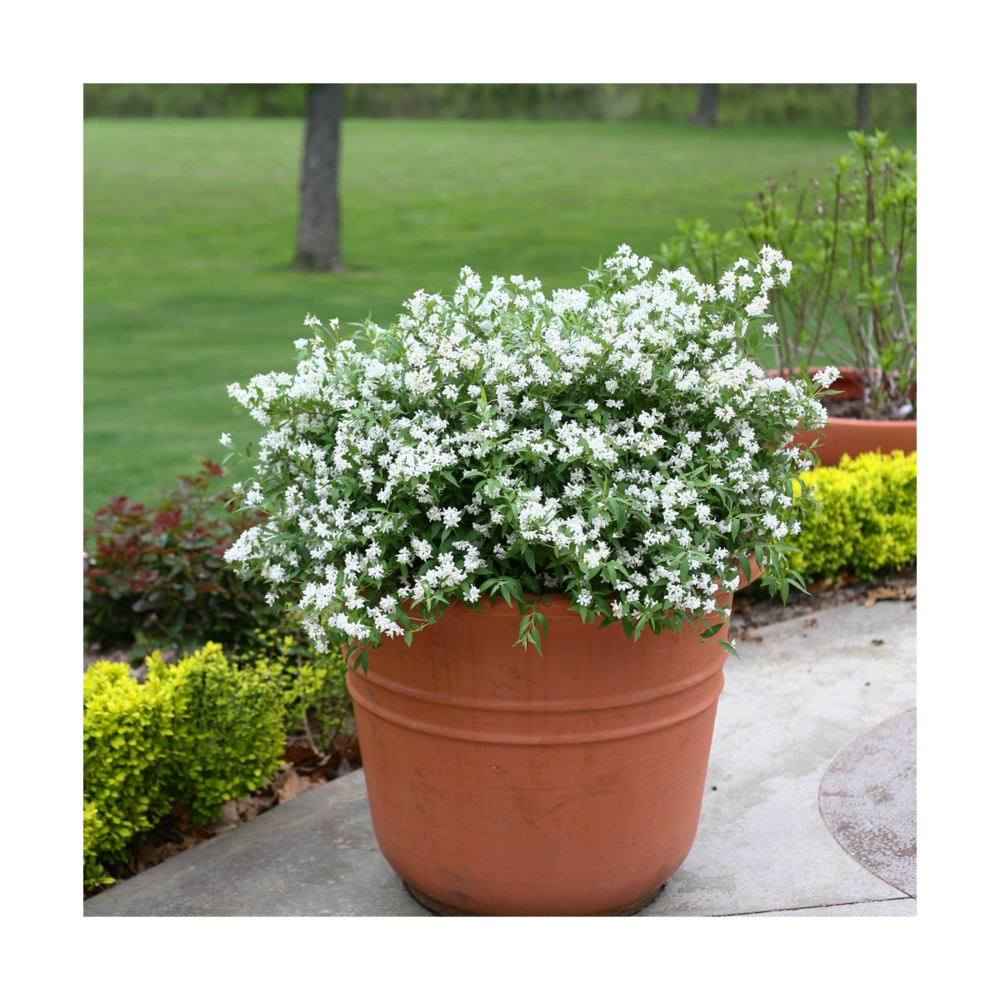  Deutzie X Hybrida Yuki Snowflake® 'ncdx1'/pot De 3l - 20/40 Cm