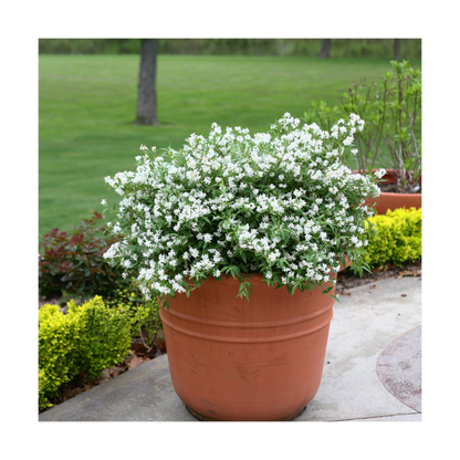 Deutzie X Hybrida Yuki Snowflake® 'ncdx1'/pot De 3l - 20/40 Cm
