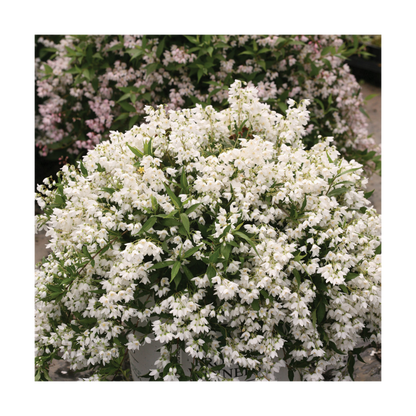 Deutzie X Hybrida Yuki Snowflake® 'ncdx1'/pot De 3l - 20/40 Cm