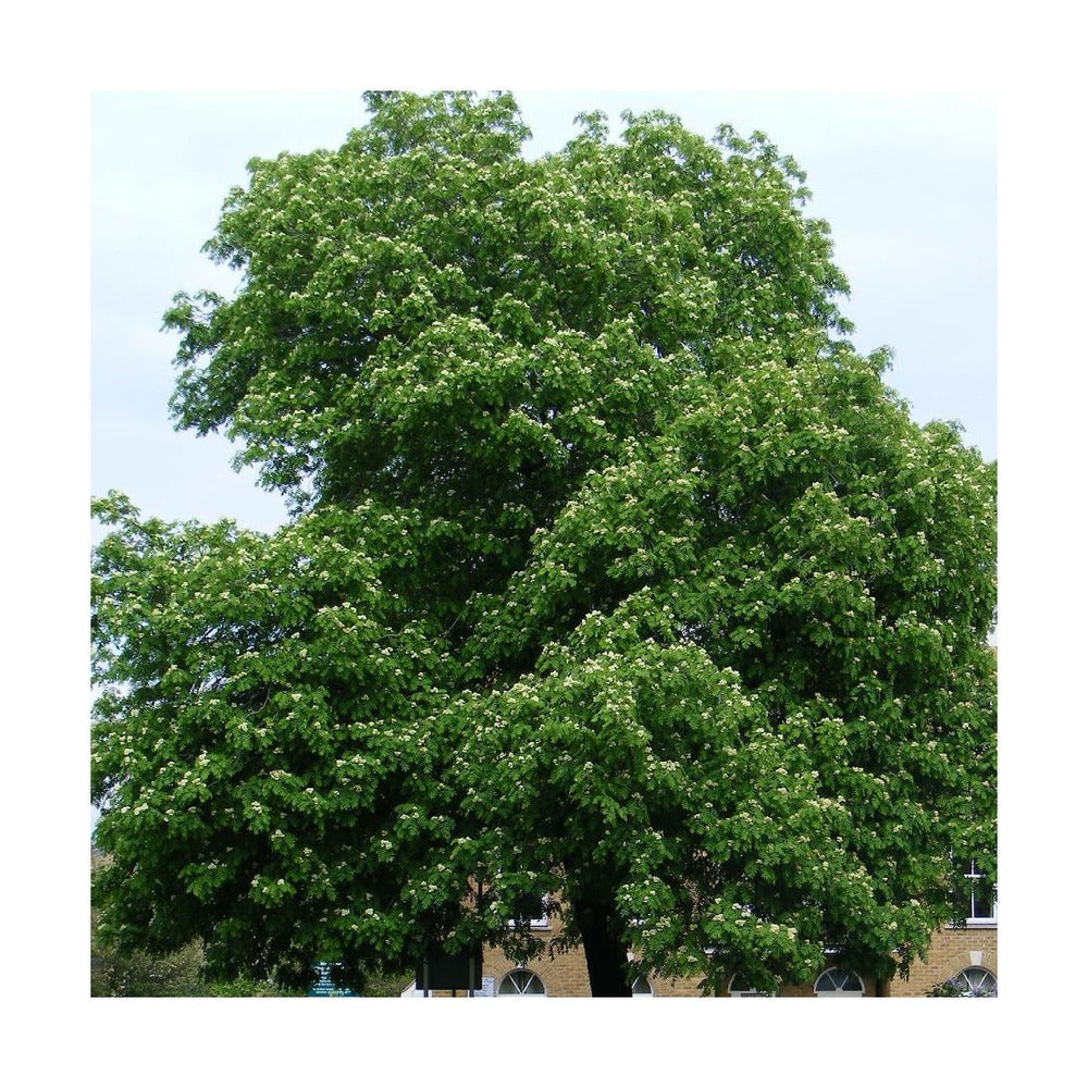 Sorbier Domestique , Cormier/pot De 5l - 80/100 Cm
