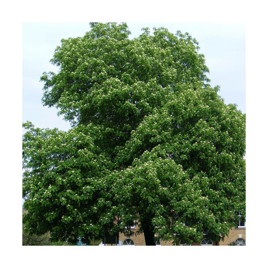  Sorbier Domestique , Cormier/pot De 5l - 80/100 Cm