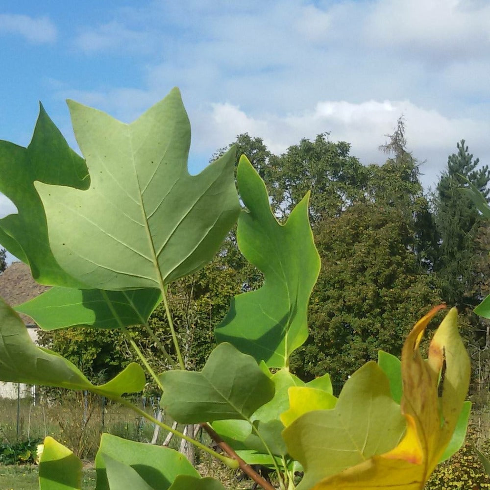  Tulipier De Virginie Tulipifera/pot De 25l - 175/200 Cm