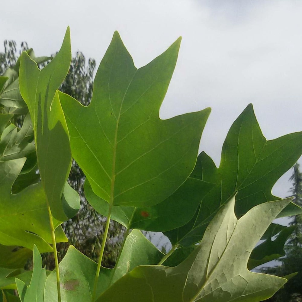  Tulipier De Virginie Tulipifera/pot De 25l - 175/200 Cm
