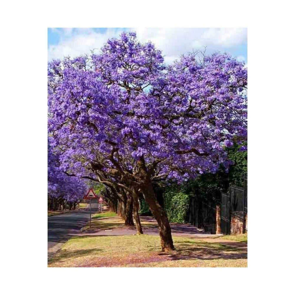  Jacaranda Mimosifolia (flamboyant Bleu) Bleu - Taille Pot De 3 Litres - 80/100 Cm