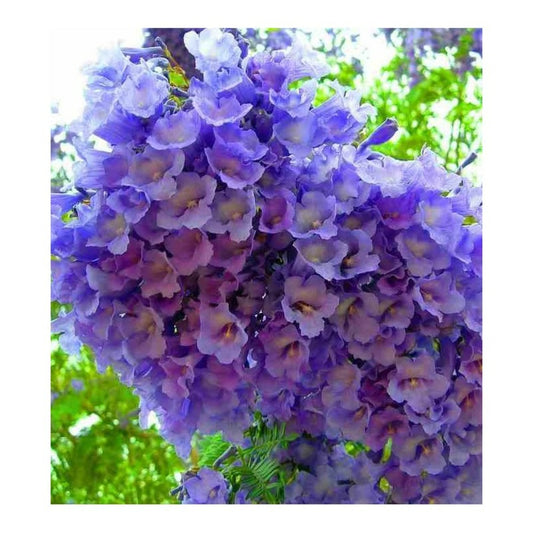  Jacaranda Mimosifolia (flamboyant Bleu) Bleu - Taille Pot De 3 Litres - 80/100 Cm