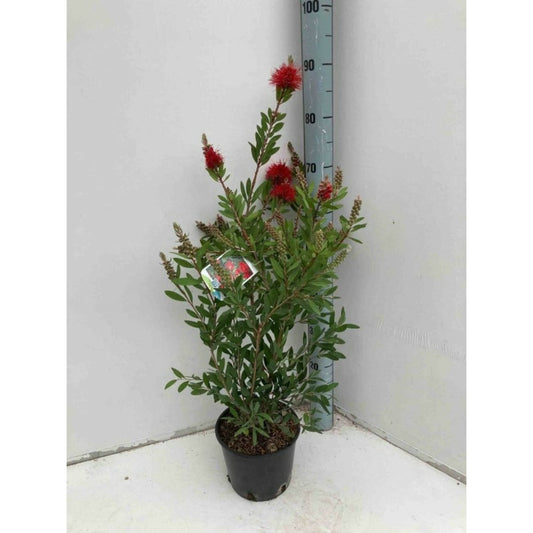  Callistemon Laevis Rouge - Taille Pot De 6 Litres - 100/120 Cm