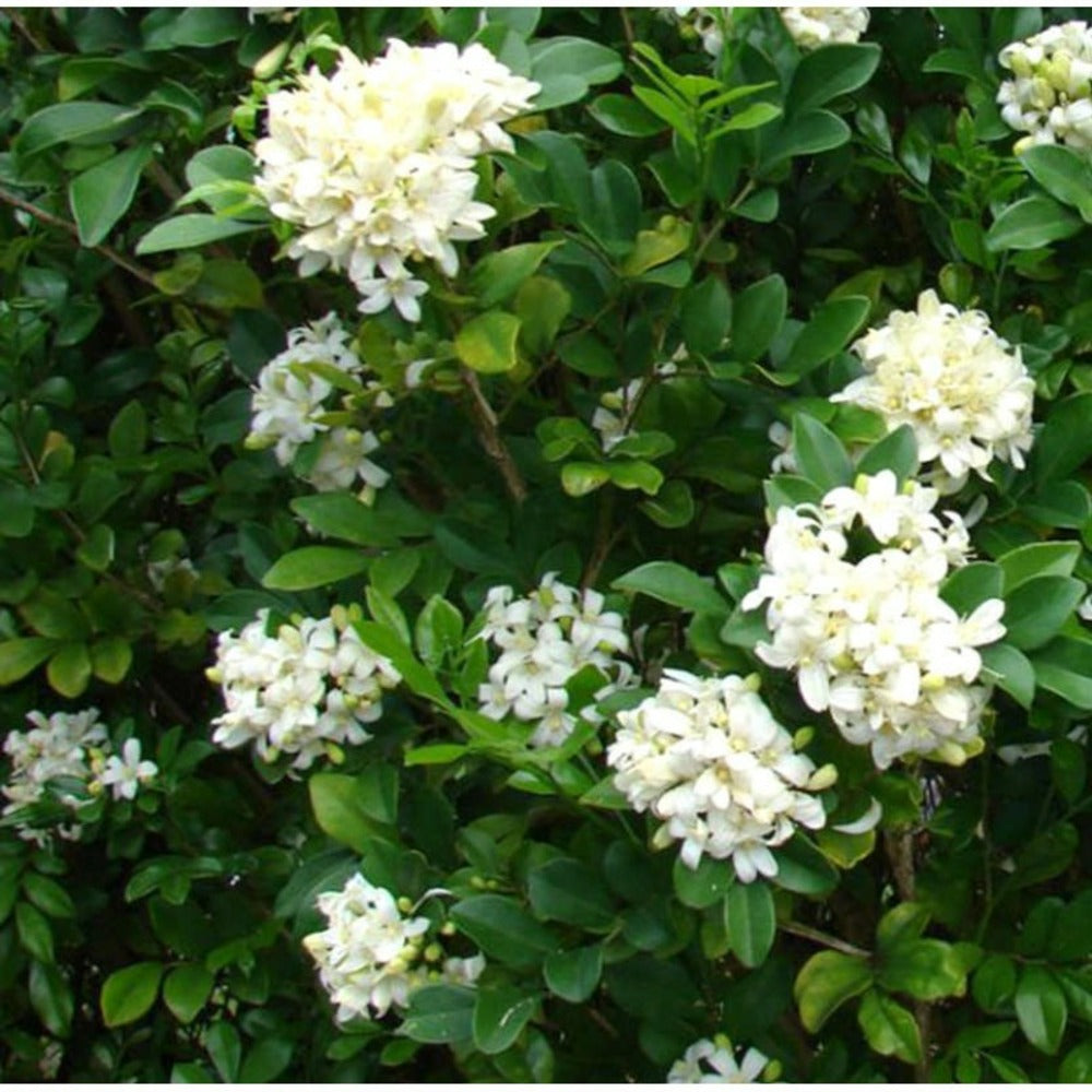  Murraya Paniculata (buis De Chine, Bois Jasmin, Oranger Jasmin) Blanc - Taille Pot De 10 Litres ? 140/160 Cm